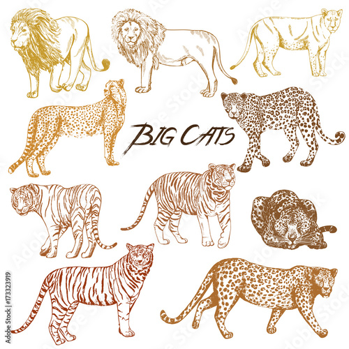Set of hand drawn sketch style big cats. Vector illustration isolated on white background. © Ecaterina Sciuchina