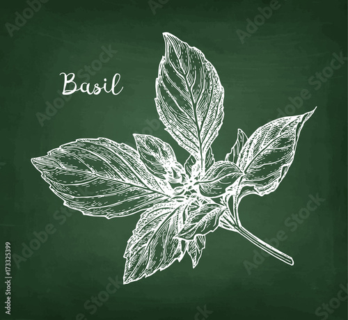 Chalk sketch of basil