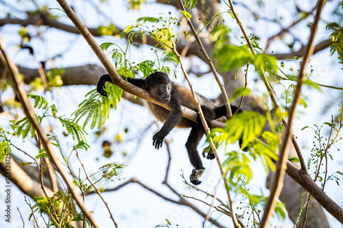 Baby howler money relaxing in a tree