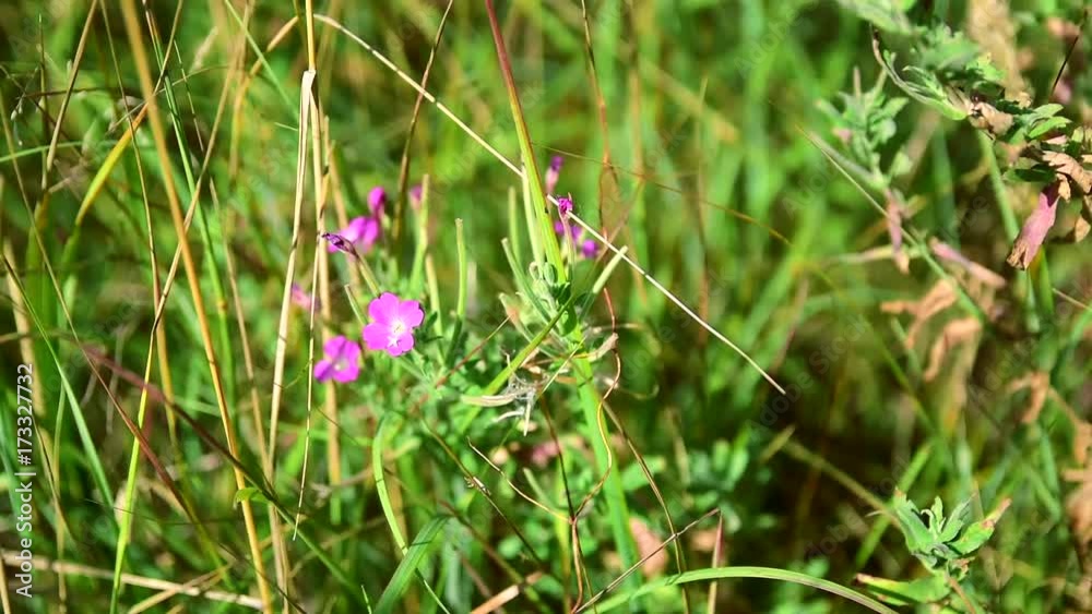 pink flower Melandrium dioicum among the green grass on a summer day pink flower Melandrium dioicum among the green grass on a summer day