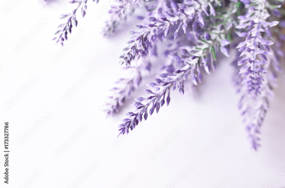Obraz premium Lawendowy kwiatu tło
