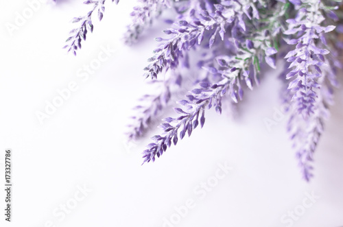 Lavender flower background