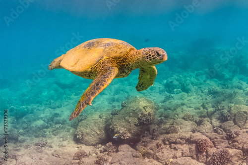 Swimming Turtle © Melissa