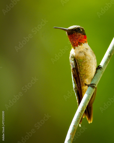 Hummingbird (Ruby Throated)