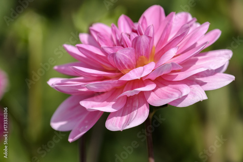 Dahlienbl  te  Dahlia 