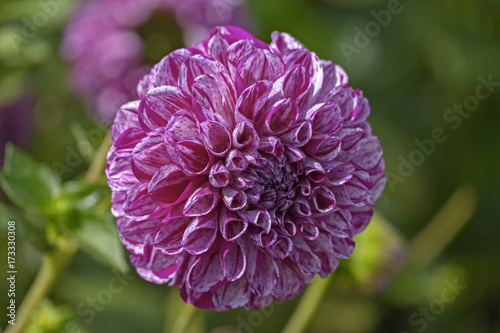 Fototapeta Naklejka Na Ścianę i Meble -  Dahlien (Dahlia)