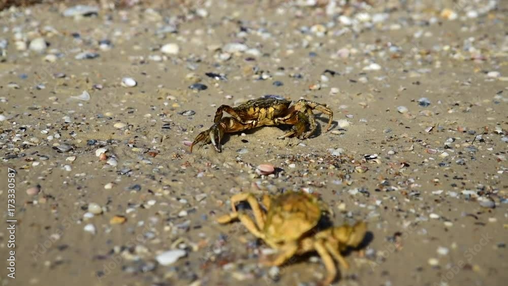 two sea crabs on the beach, one of the crabs crawls away two sea crabs on the beach, one of the crabs crawls away