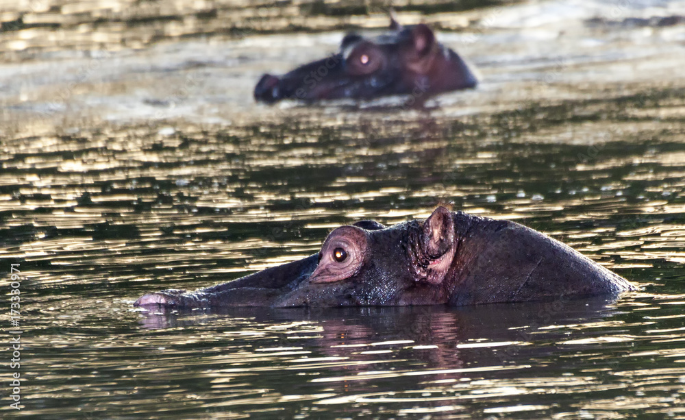 Fototapeta premium Hippo Stream