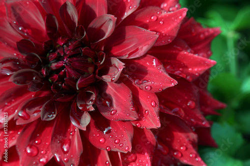 Fototapeta Naklejka Na Ścianę i Meble -  rote Dahlie (Dahlia spez.)
