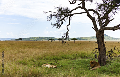 Lions Rest On The Savanna
