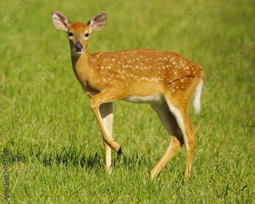 Young White Tail Deer in Spring