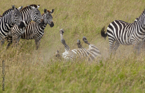 Zebras Checking Out The Action