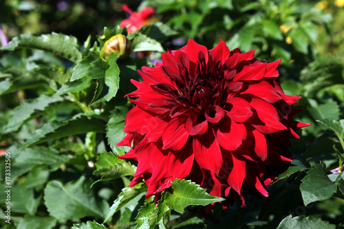 Fototapeta Naklejka Na Ścianę i Meble -  rote Dahlie (Dahlia spez.)