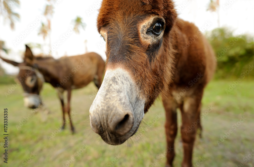 Fototapeta premium Donkey