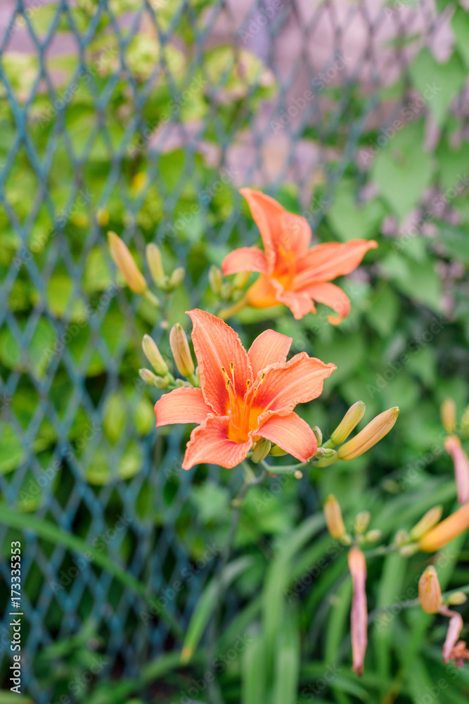 Lily flower in garden Lily flower in garden