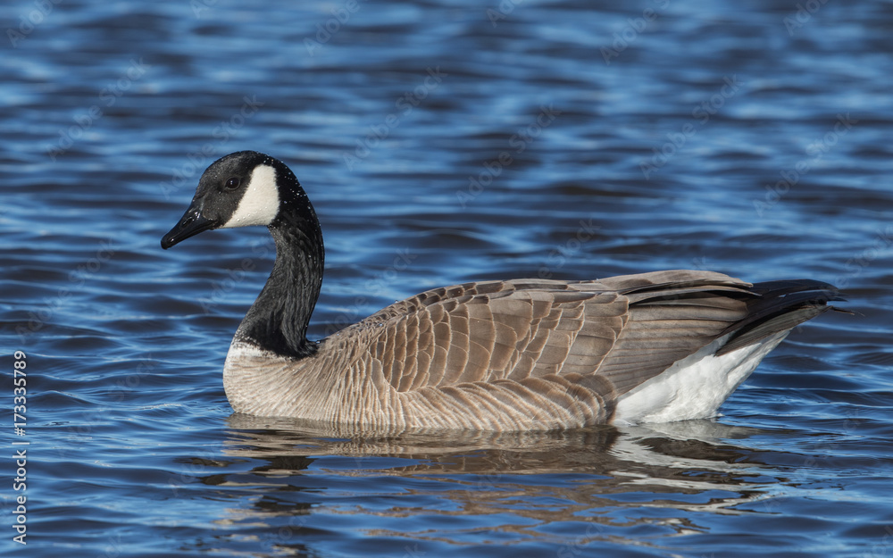 Canada goose
