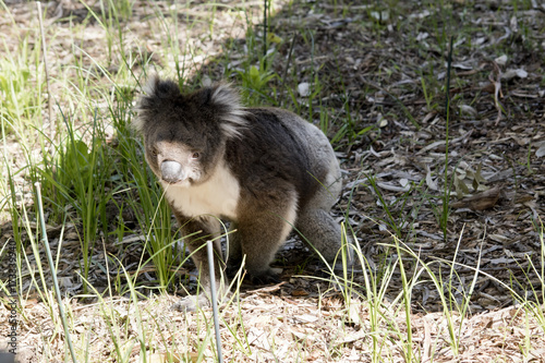 Fototapeta Naklejka Na Ścianę i Meble -  koala
