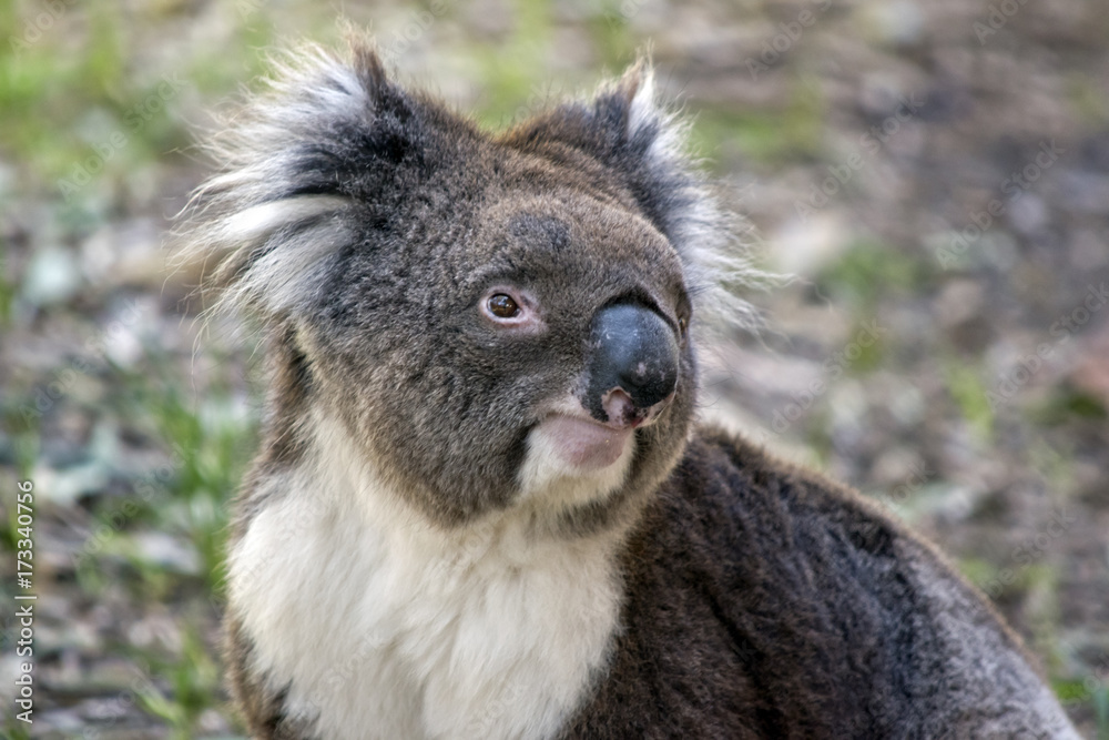 Fototapeta premium koala