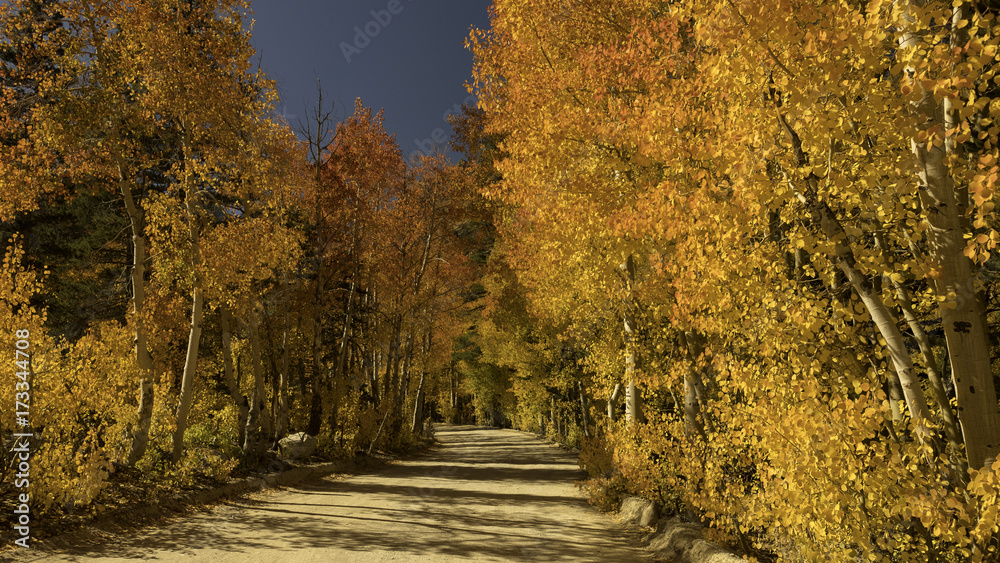 Fall Aspen Foliage on North Lake Road, Sierra Nevada Fall Aspen Foliage on North Lake Road, Sierra Nevada