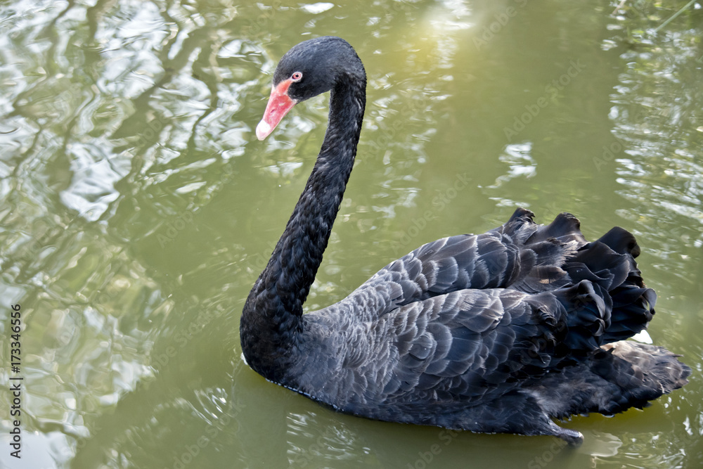 Fototapeta premium black swan
