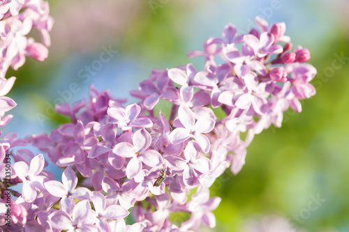 Beautiful blossoming lilac branch