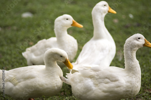 Free Ducks © NZS