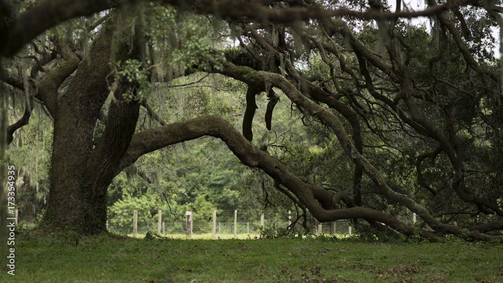 Ancient Tree Ancient Tree