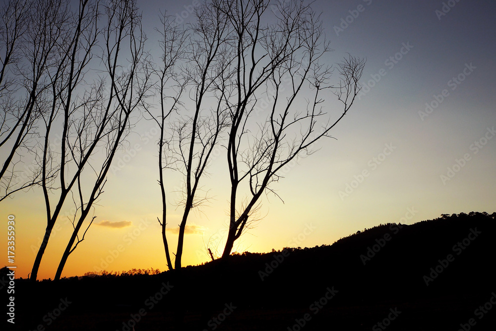 Dead tree on the mountain at sunset - blur background - abstract image Dead tree on the mountain at sunset - blur background - abstract image