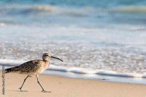 Whimbrel, Shore Bird, walking on the Beach in Laguna Beach, California, USA Close up with the surf in the background photo