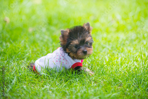 Yorkshire Terrier Puppy photo