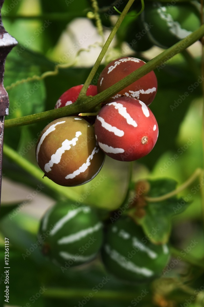 オキナワスズメウリ Stock Photo Adobe Stock