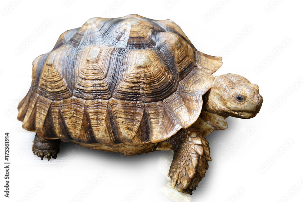 Obraz premium Turtle Isolated on white background.