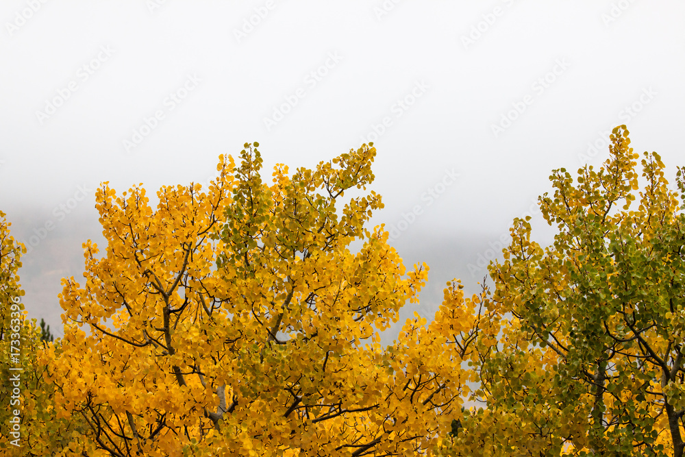 Fototapeta premium Changing Leaves of Fall