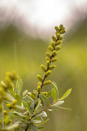 Flower of Bog Myrtle photo