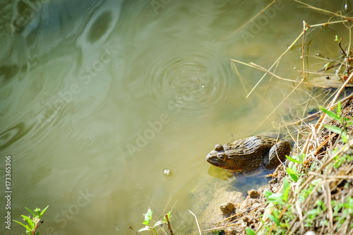 Sitting Frog in the Pond photo