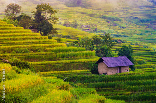 Explore the natural beauty of Northwest Vietnam. Terrace field with the different type of seeds makes a beautiful colorful picture.