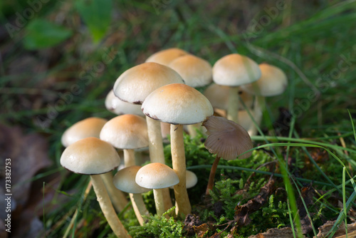 cluster of sulphur tuft (Hypholoma fasciculare )