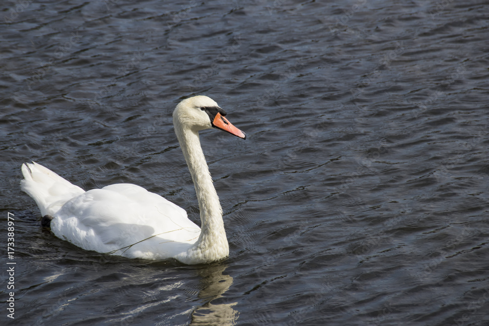 Soggy white swan in a pond swims in pond Soggy white swan in a pond swims in pond