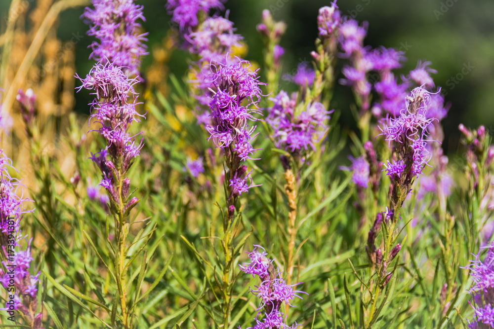 Fototapeta premium Flatirons Boulder Colorado Trail Rock Burnt Trees
