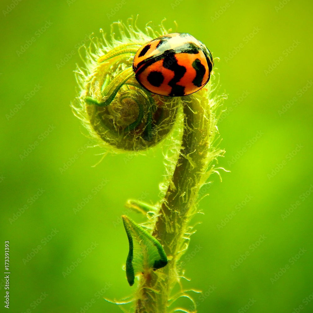 Fototapeta premium beetle photo