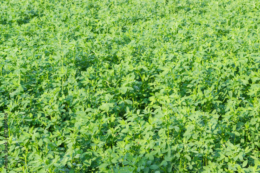 Background of a field of young alfalfa