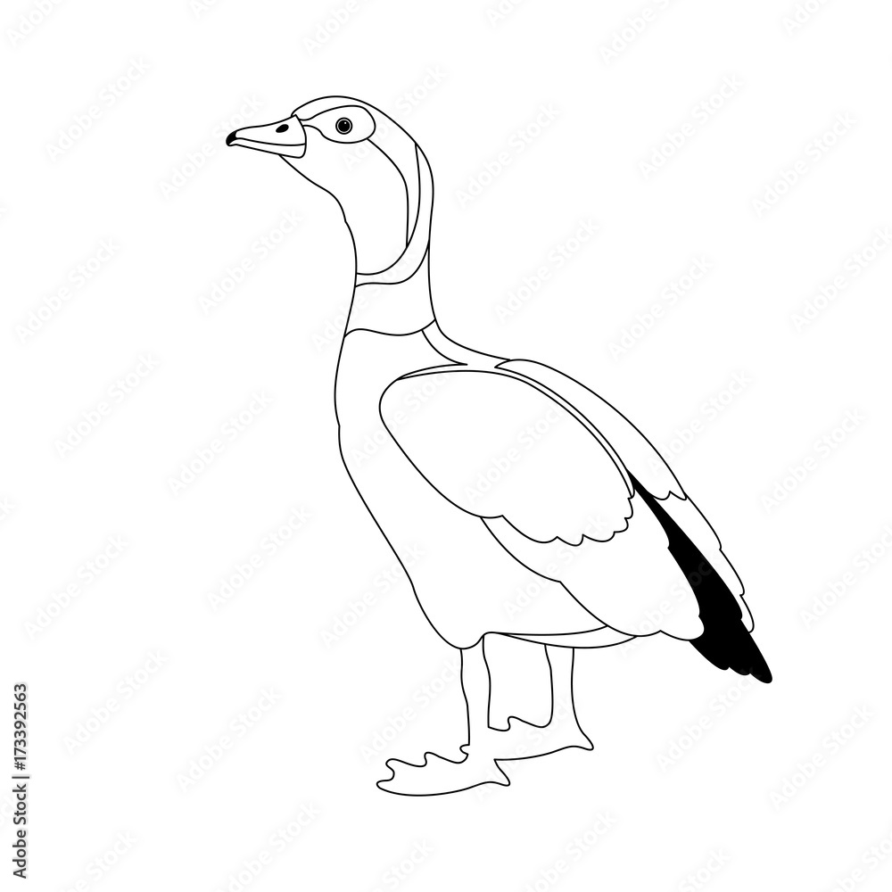 egyptian goose vector illustration line drawing Stock Vector | Adobe Stock