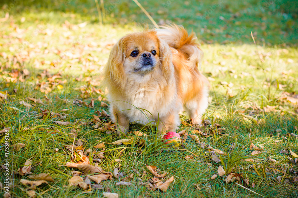Little light red dog, Pekingese playing in the yard, home garden with an apple in the autumn and having a good time Little light red dog, Pekingese playing in the yard, home garden with an apple in the autumn and having a good time