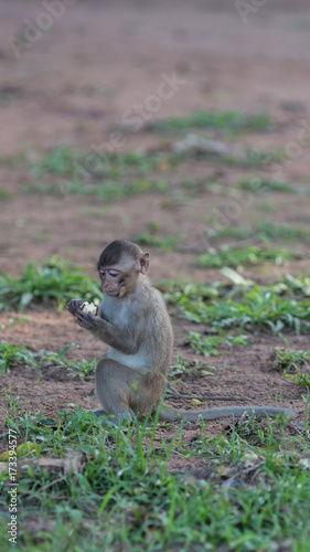 Monkey eating bananas.on the tree and the park.