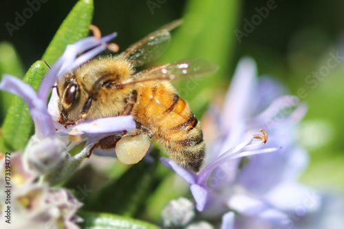 honey bee pollinating the purple flower of a rosemary plant