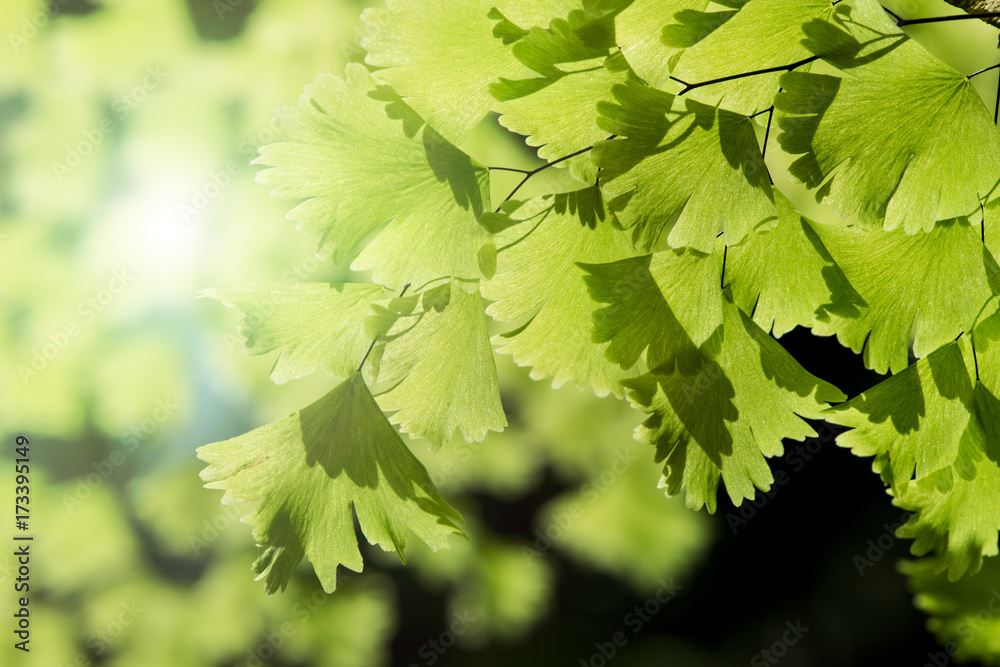 Natural fern green leaves on sunny day lighting Natural fern green leaves on sunny day lighting