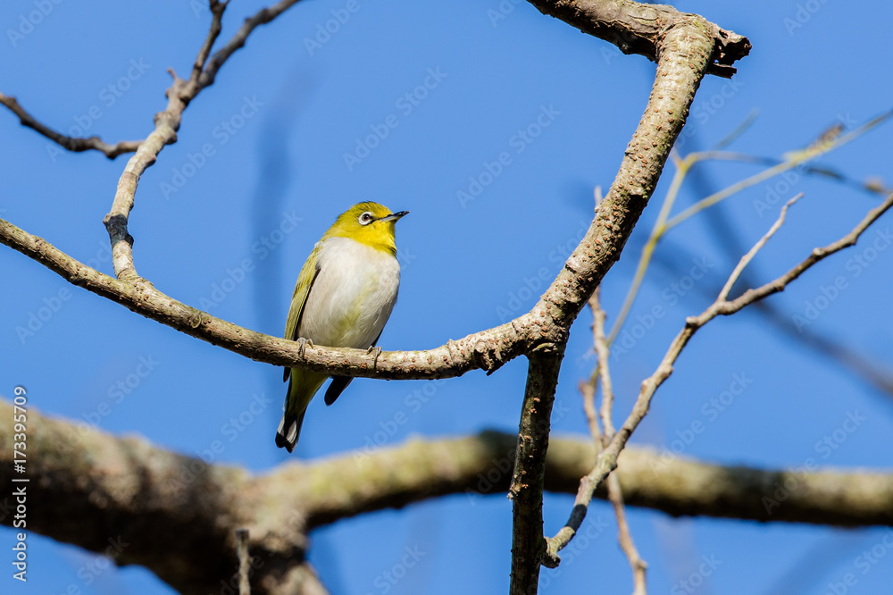 Japanese white-eye (Zosterops japonicus) perching on tree Japanese white-eye (Zosterops japonicus) perching on tree