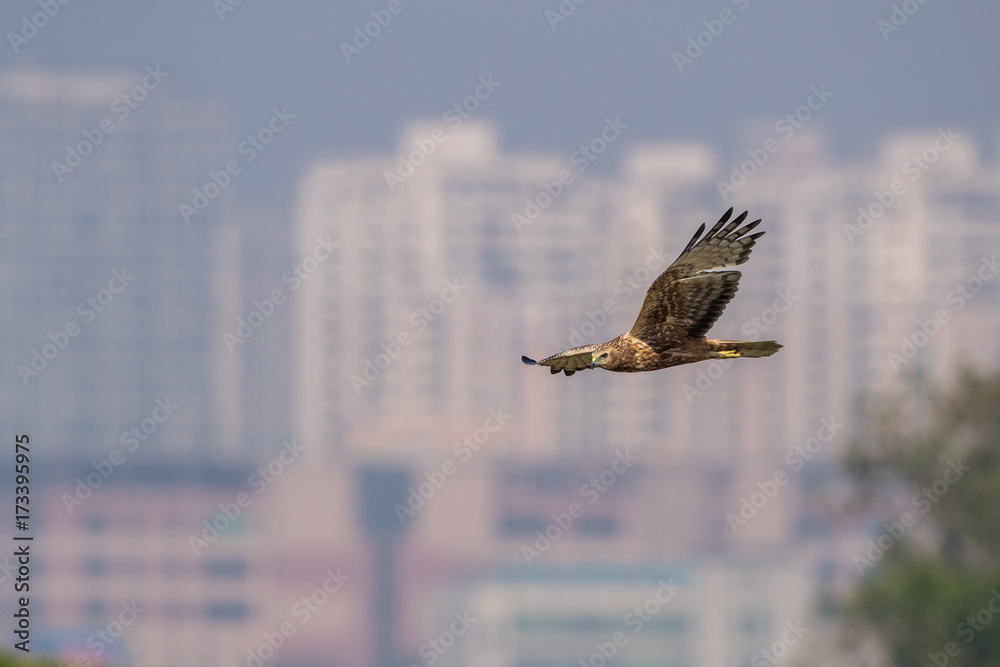 Obraz premium Bird in flight - Eastern Marsh Harrier (Circus spilonotus)