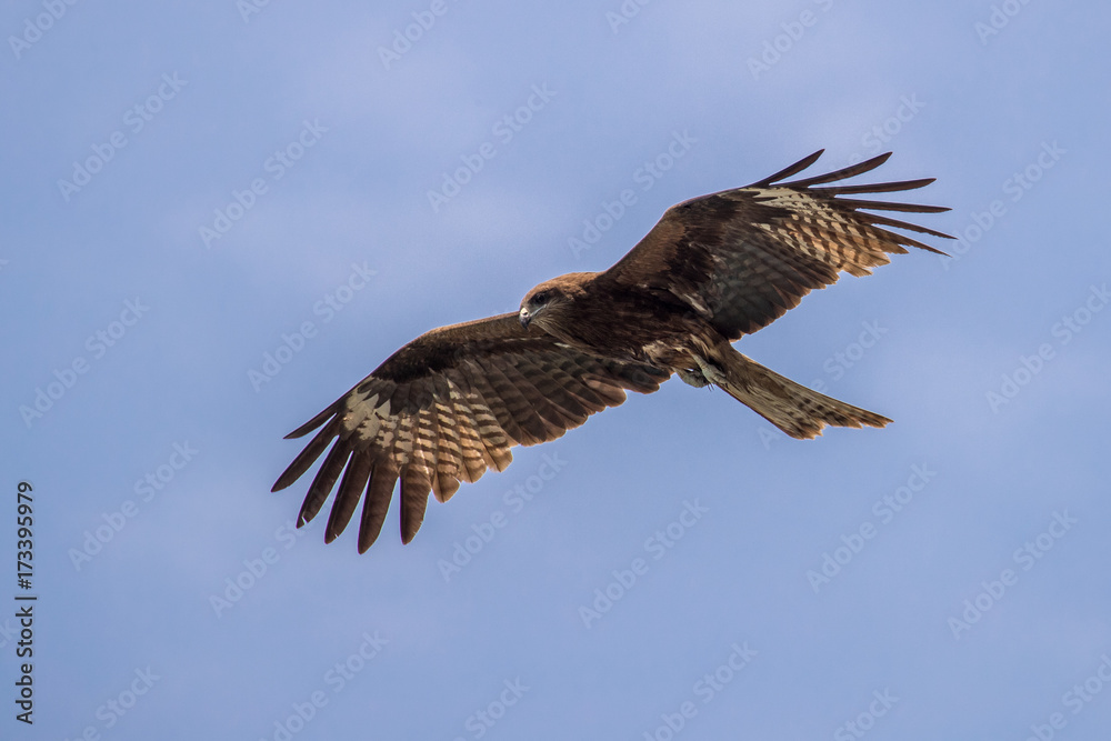 Fototapeta premium Bird in flight - Black Kite (Milvus migrans)