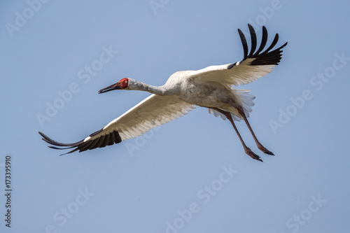 Bird in flight - Siberian crane (Grus leucogeranus) photo